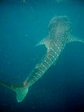 Djibouti - Whale Shark in Djibouti - 23